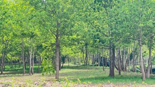 Land for sale in Santa Maria da Feira, Portugal — €80,000