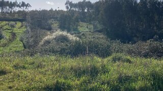 Land for sale in Penela, Portugal — €10,000