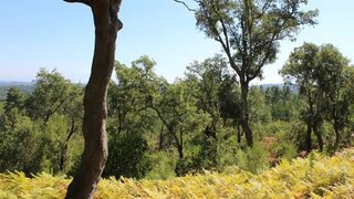 Land for sale in Tábua, Portugal — €12,500