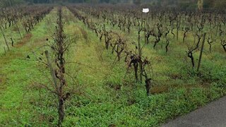 Land for sale in Anadia, Portugal — €30,000