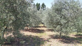 Terreno para venda em Mealhada, Portugal — 12 000 €