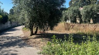 Land for sale in Anadia, Portugal — €40,000