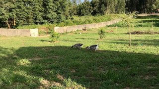 Land for sale in Albergaria-a-Velha, Portugal — €99,000
