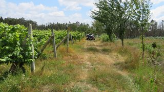 Land for sale in Vagos, Portugal — €75,000