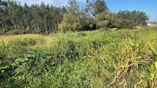 Land for sale in Albergaria-a-Velha, Portugal — €9,000