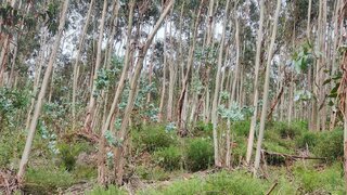 Land for sale in Lousã, Portugal — €16,500