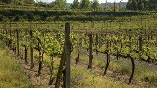 Land for sale in Felgueiras, Portugal — €63,500