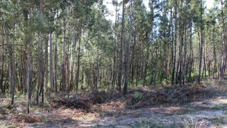 Land for sale in Tábua, Portugal — €25,000