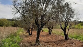 Land for sale in Soure, Portugal — €4,000