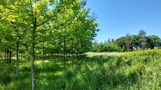 Land for sale in Anadia, Portugal — €25,000