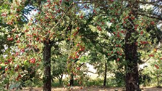 Terreno em Arganil · 2900 m² · 48 000 €