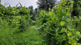Land for sale in Cabeceiras de Basto, Portugal — €160,000
