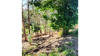 Land for sale in Mealhada, Portugal — €29,500
