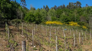 Land for sale in Felgueiras, Portugal — €32,500