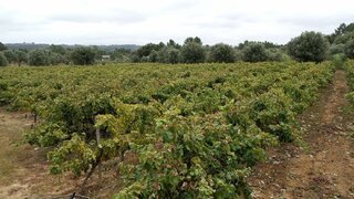 Land for sale in Cantanhede, Portugal — €40,000