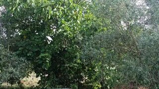 Land for sale in Porto de Mós, Portugal — €60,000