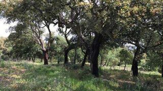 Terreno para venda em Caldas da Rainha, Portugal — 140 000 €