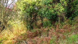 Land for sale in Tomar, Portugal — €6,000