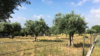 Land for sale in Tomar, Portugal — €74,500