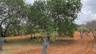 Land for sale in Loulé, Portugal — €56,000