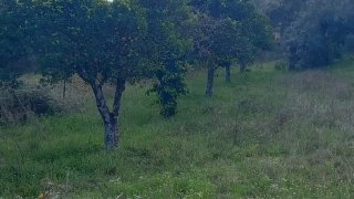 Land for sale in Castelo Branco, Portugal — €29,000