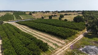 Terreno em Castelo Branco · 106 000 m² · 325 000 €