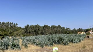 Land for sale in Lourinhã, Portugal — €39,950