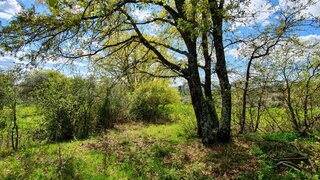 Land for sale in Castelo Branco, Portugal — €17,000