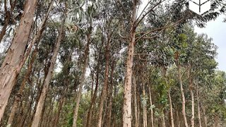 Land for sale in Figueira da Foz, Portugal — €12,500