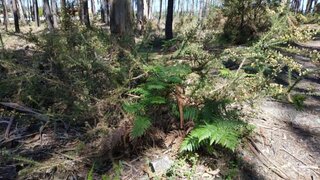 Terreno em Alcobaça