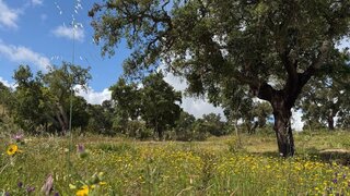 Land for sale in Santiago do Cacém, Portugal — €180,000