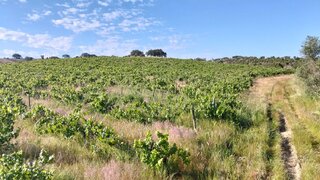 Land for sale in Reguengos de Monsaraz, Portugal — €75,000