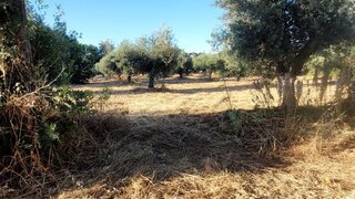 Land for sale in Vidigueira, Portugal — €25,000