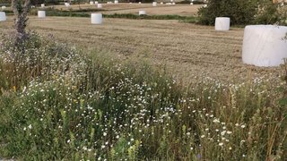 Land for sale in Palmela, Portugal — €75,000