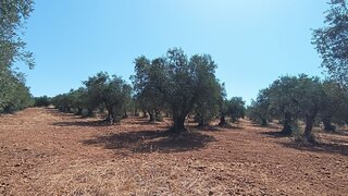 Land for sale in Moura, Portugal — €58,000
