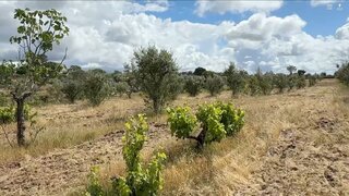 Terreno para venda em Nisa, Portugal — 30 000 €