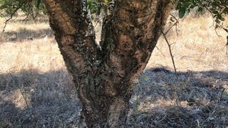 Terreno em Fronteira