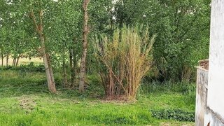 Land for sale in Alcácer do Sal, Portugal — €250,000