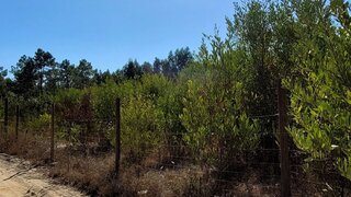 Terreno para venda em Grândola, Portugal — 175 000 €
