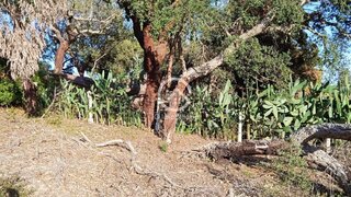 Terreno de 42 300 m² em Setúbal