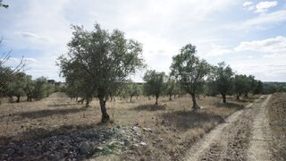 Land for sale in Montemor-o-Novo, Portugal — €120,000