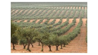 Terreno em Vila Viçosa