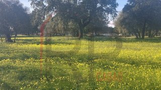 Land for sale in Palmela, Portugal — €100,000