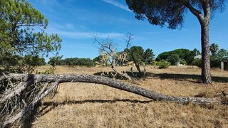 Land for sale in Palmela, Portugal — €149,000
