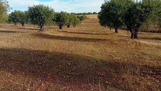 Land for sale in Moura, Portugal — €26,500