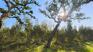 Land for sale in Palmela, Portugal — €260,000