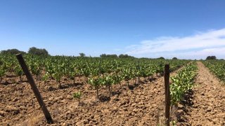 Terreno de 37 500 m² em Évora
