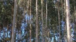 Terreno em Avis