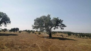 Land for sale in Nisa, Portugal — €35,000