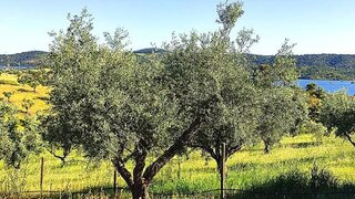 Land for sale in Portel, Portugal — €160,000